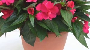 Комнатные цветы, которые любят тесноту. Кому нужны маленькие горшки!