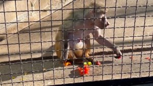 Джоник - глава в семье, авторитет для своих дам! Гамадрилы Тайгана.