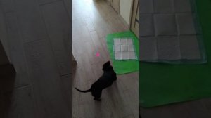 Такса бегает за лазерной указкой