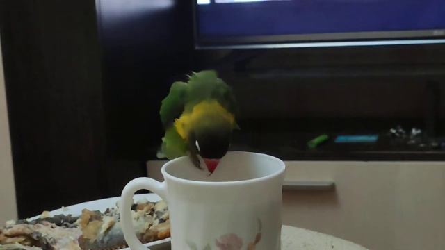 Попугай неразлучник набухался. Попугай алкаш))) смотреть онлайн