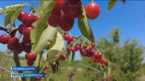 На Ставрополье начали собирать черешню