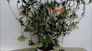 Hoya mirabilis: A Revisit