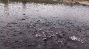 Кормление форели, жесть)