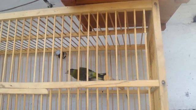 Поймать чижа на манка смотреть онлайн