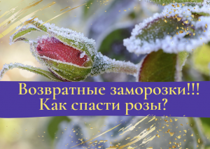 Возвратные заморозки. Как спасти розы.