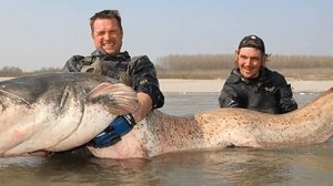 Интересные факты о сомах