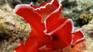 ТОП 10 САМЫХ красивых рыб в мире