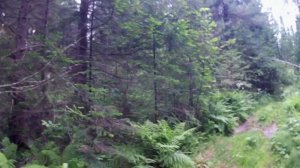 Трёх колёсный каракат в тайге,разведка кедровой шишки.