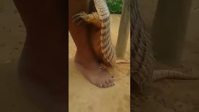 Tatu tarado смотреть онлайн