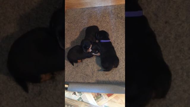 Lancashire Heeler Puppies - Sleepy Puppies