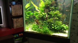 Обзор кубического аквариума 450 л