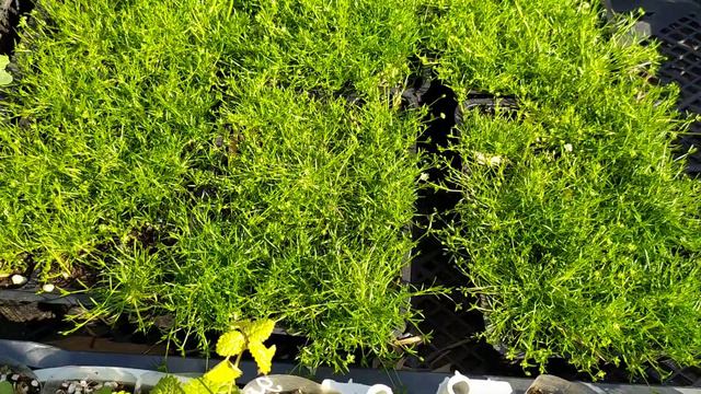 09.06.2021 МШАНКА смотреть онлайн