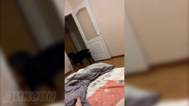 Самые Милые Видео Диксона I Самый Милый Пёсик Из Тик Тока I Собака Тик Токер I Диксон смотреть онлайн