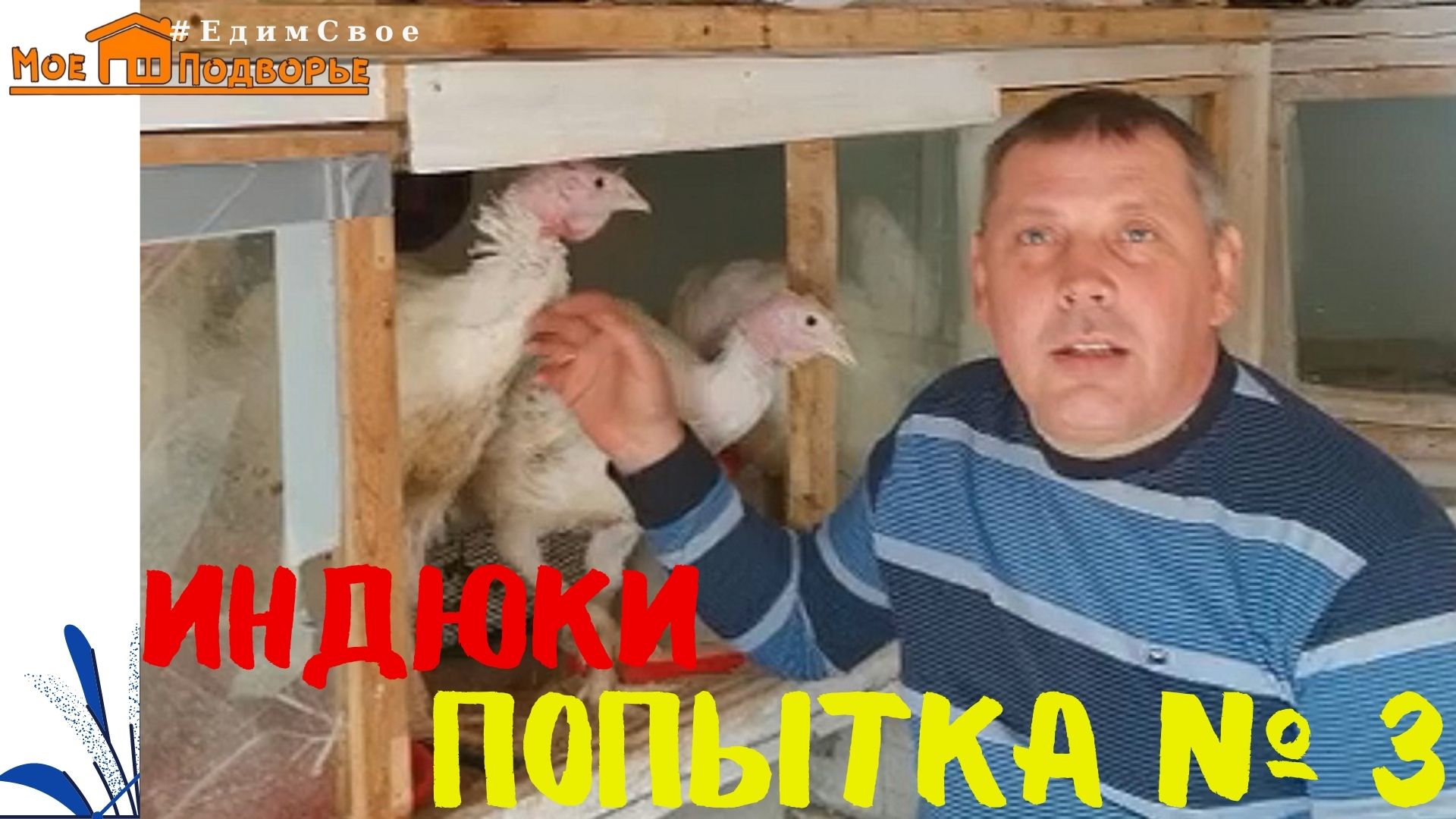 Индюки «Хайбрид Конвертер» (часть 1). "Мое Подворье"