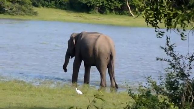 Yala national park, Sri Lanka / Национальный парк Яла, Шри-Ланка