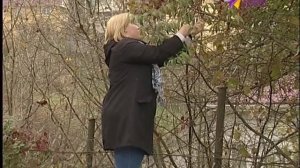 Месяц полных кладовых: время собирать лох серебристый