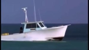 Дельфин спасает собаку