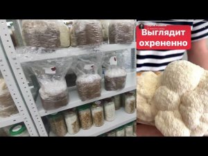 Простой температурный тест штаммов. Ежовик гребенчатый. Грибные блоки. Отзывы о приёме Ежовика.