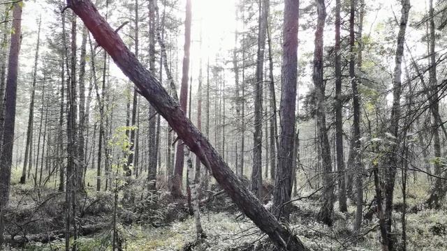 В лес за шишками. Захотел орехов полезай на кедр. смотреть онлайн
