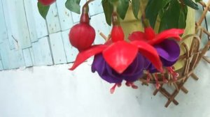 Fuksja nr 198 DARK EYES / UŁANKA/FUCHSIA