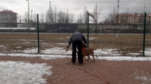 Rhodesian Ridgeback Родезийский Риджбек Гончая на Львов Жил Был Пес Музей Пса