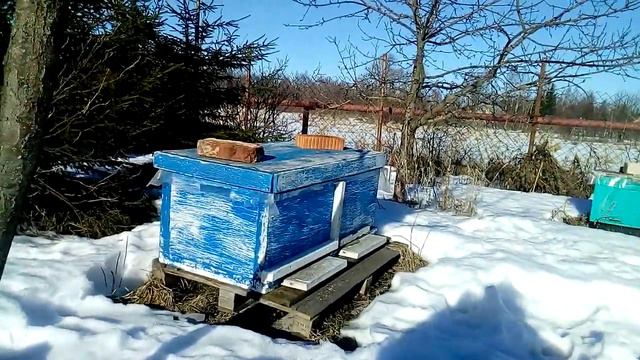 Не пчёлы, а просто песня! смотреть онлайн