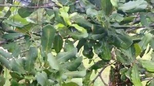 macadamia nut tree