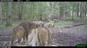 Детёныши зубров в Смоленском Поозерье