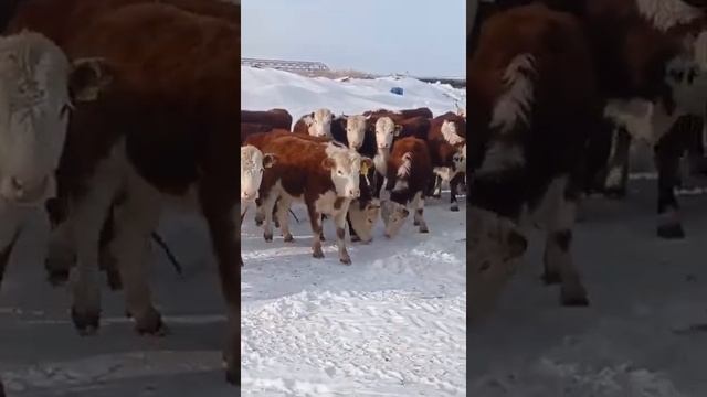 Казахская белоголовая порода КРС. Мясная порода КРС. agrokros.ru #крс смотреть онлайн