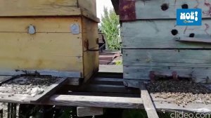 Массовая гибель пчёл в Воронежской области