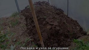 Уход за огурцами в теплице