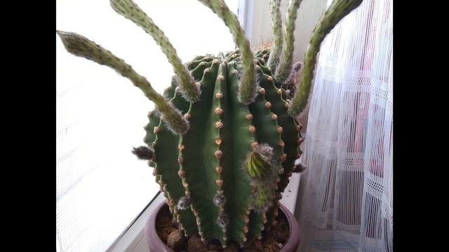 Кактус цветет смотреть онлайн