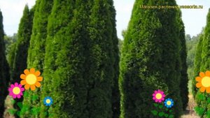 Туя западная Фастигиата. Краткий обзор, описание характеристик thuja occidentalis Fastigiata