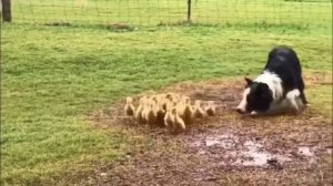 Бордер-колли осторожно ведет утят в лужу