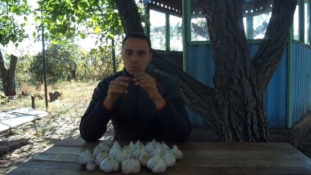 ЧЕСНОК - ГИГАНТ РАЗМЕРОМ С ЯБЛОКО / СЕКРЕТЫ ВЫРАЩИВАНИЯ КРУПНОПЛОДНОГО ОЗИМОГО ЧЕСНОКА
