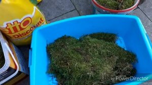 Лесной МОХ для ОРХИДЕЙ