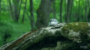 5 ЛАЙФХАКОВ от SLIVKISHOW