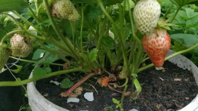 Клубника с весны до поздней осени:  ампельная, ремонтантная, зем клубника