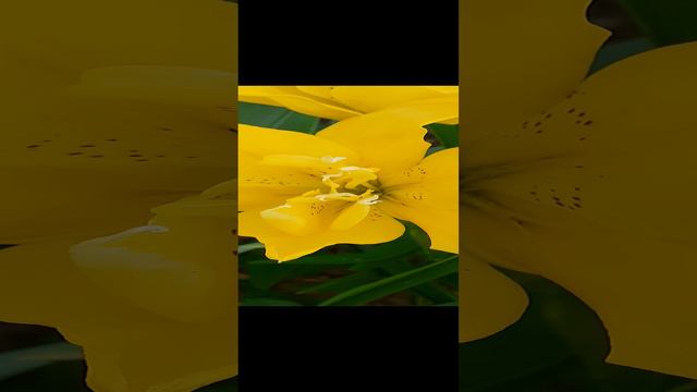 лилия САНДЬЮ