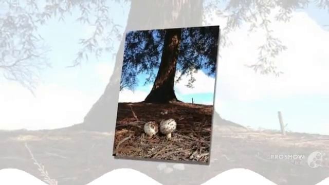 Macrolepiota rachodes - fungi kingdom смотреть онлайн