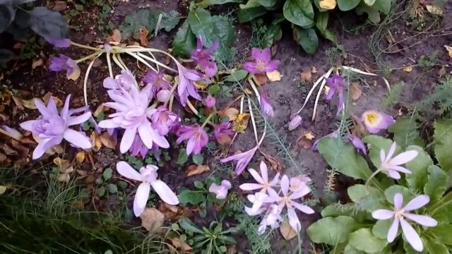 По дорожкам сентябрьского сада 2017.Розы,колхикум махровый,морозники.# мой сад