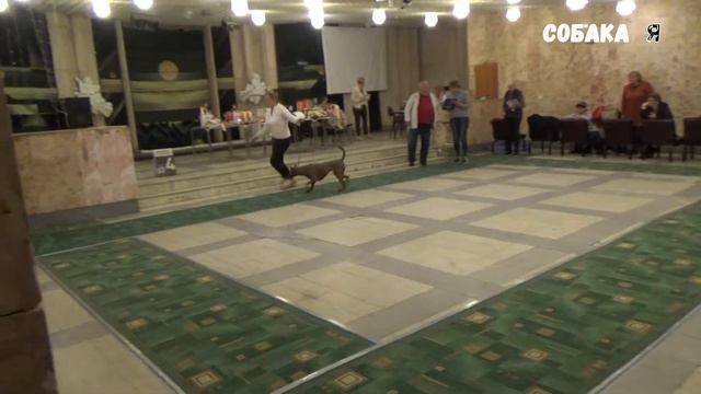 Тайский риджбек | Thai Ridgeback Собака я смотреть онлайн