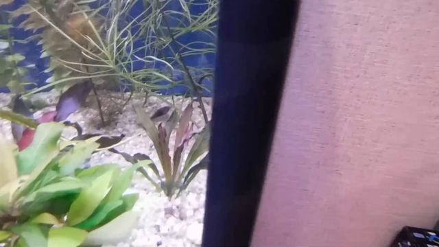 Травник 300 литров.Запуск. смотреть онлайн