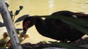 Fujifilm finepix s8300 video test by TIULONG1988