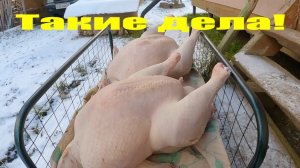 Рекордный последний индюк, корова "Пестрянка", сено и наступление зимы!