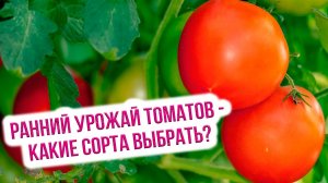 Выбор семян для раннего урожая томатов. Ранние сорта томатов для теплиц - боец, альфа, афродита