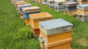 Признаки чистопородности карпатской пчелы.