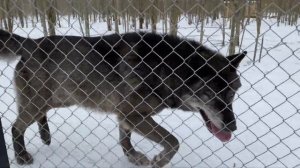 Волк Братиш ловит Леру лапкой а Акела охотится на ее дядю! Парк северных Волков в СПБ!