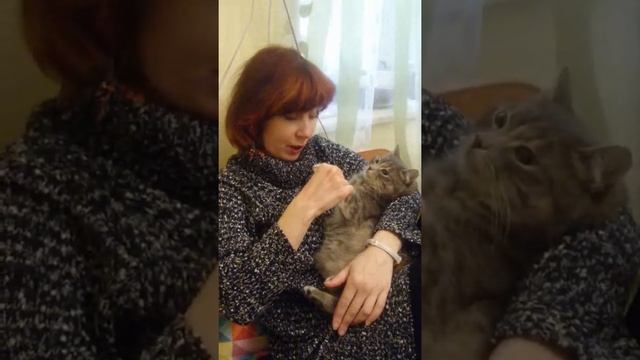 Антиреклама домашнего питомца,смешная
