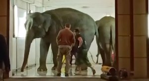 Слонов помыли на автомойке во Владикавказе